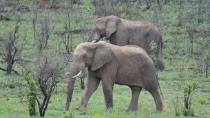 Mor aixafat per un elefant un turista aragonès que havia baixat del cotxe per fer-li fotos