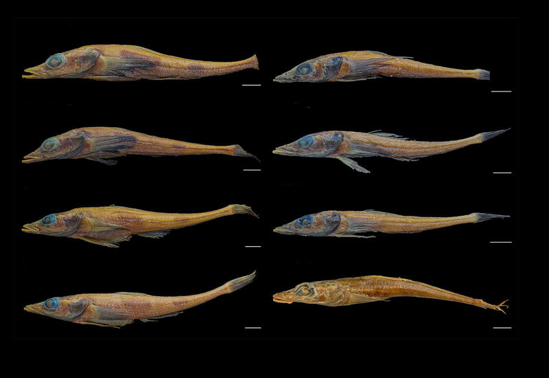 Ученые открыли новый вид рыбы-дракона в Антарктиде