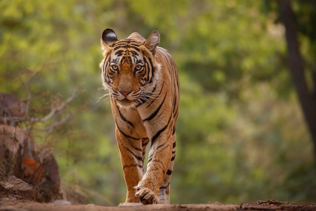 Free photo amazing bengal tiger in the nature