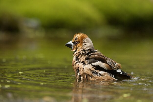 Selective focus shot of a cute hawfinch bird