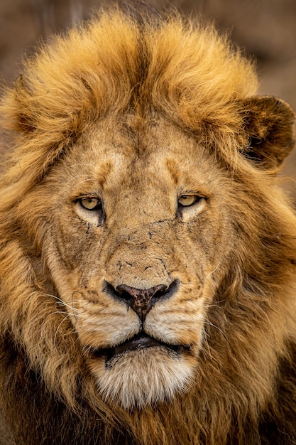 Photo close-up of lioness