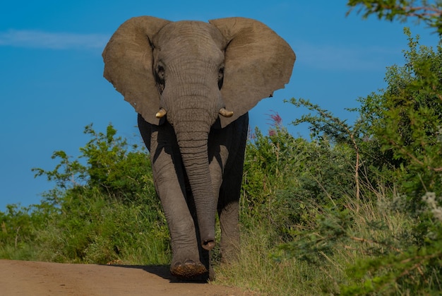 Photo elephant in the nature reserve hluhluwe national park south africa