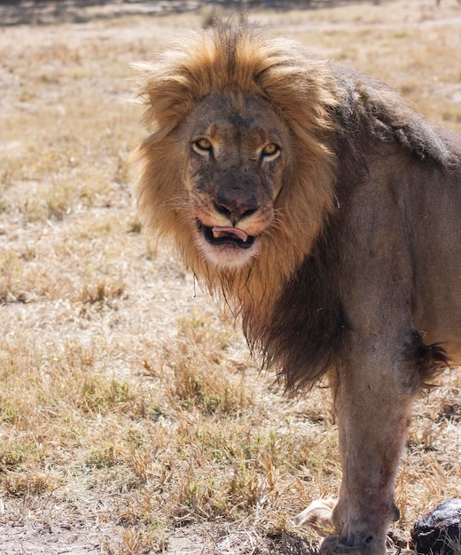 Photo portrait of lion on field