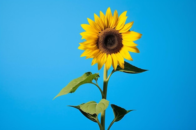 Photo sunflower with crisp blue background