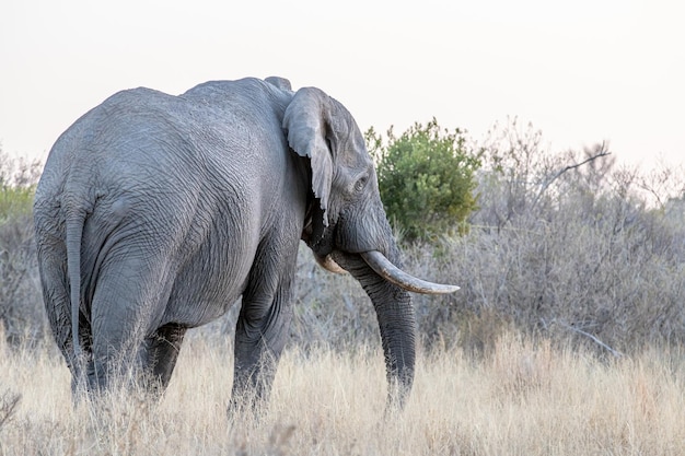 Photo view of elephant on field