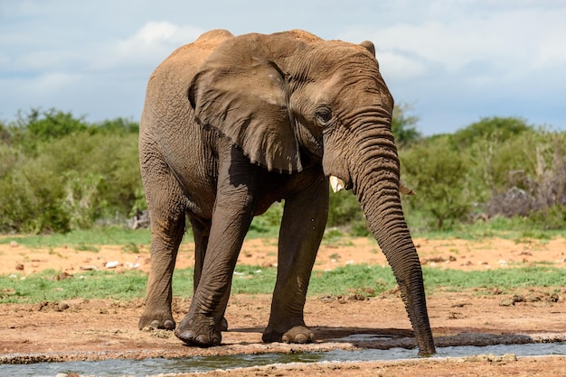 Photo view of elephant on land against sky