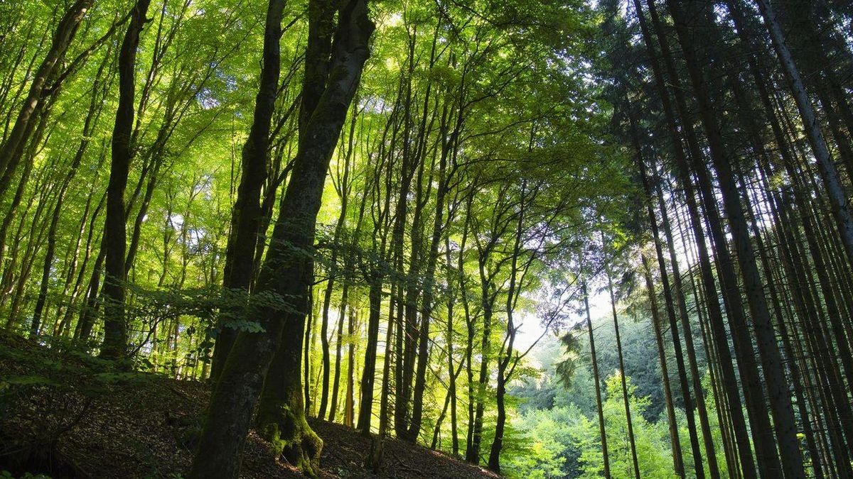 Wandern auf Wegen mit einer Gesamtlänge von 800 Kilometern und Mountainbiken auf Strecken für Anfänger oder Fortgeschrittene. All das geht im Naturpark Elm-Lappwald. (Archivfoto)