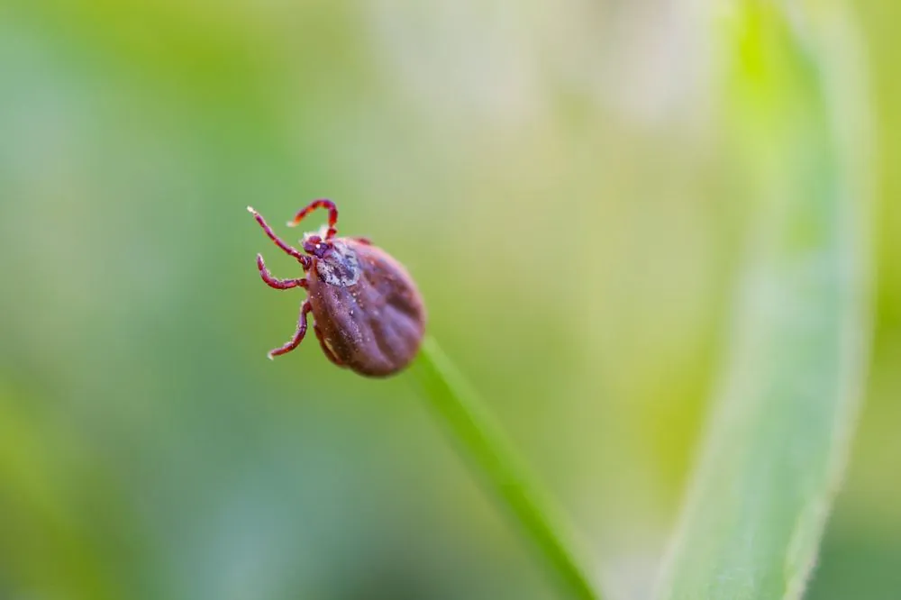 Golubovskaya named what percentage of the risk of infection with Lyme disease in a tick bite