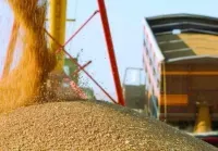 The largest gate for “gray” grain exports: how the schemes work at the Olympex terminal