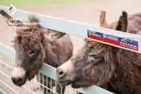 Without water and in the scorching sun: these are the conditions in which the occupiers keep animals in the Luhansk zoo