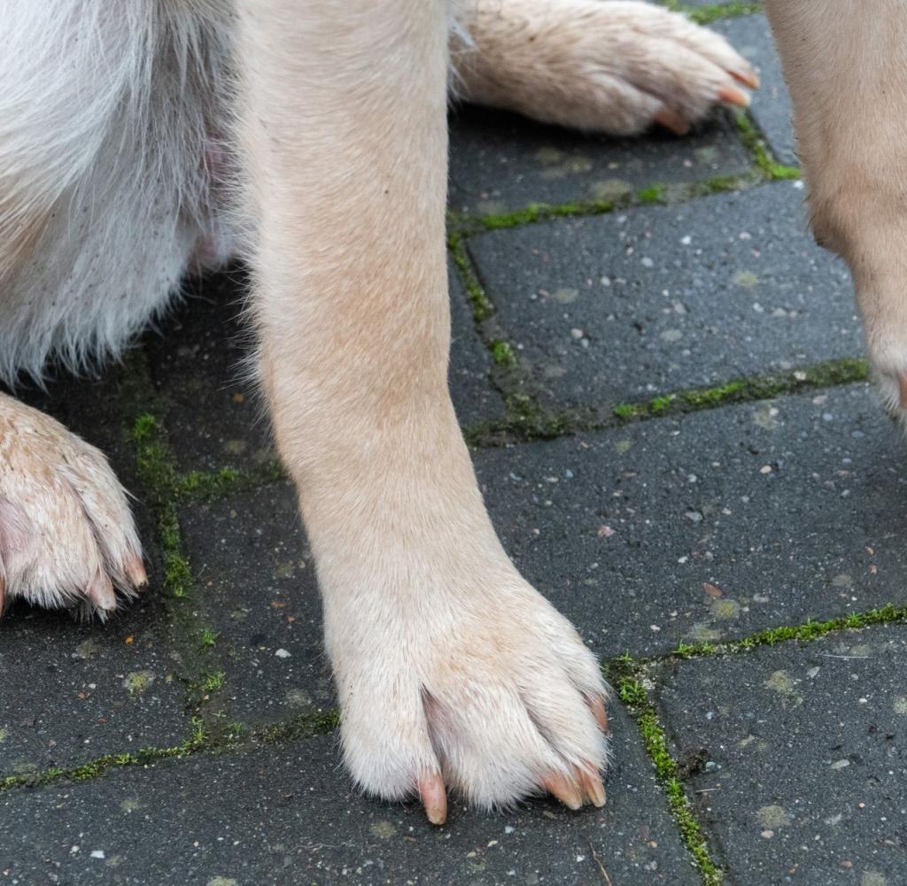 Ein Hund sitzt auf einem Bürgersteig.