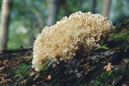 Pilzesammeln: Eine Krause Glucke sprießt im Wald