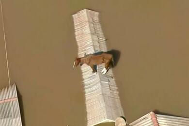 В Бразилии конь несколько дней провел на крыше из‑за наводнения. Операцию по его спасению показывали по национальному телевидению