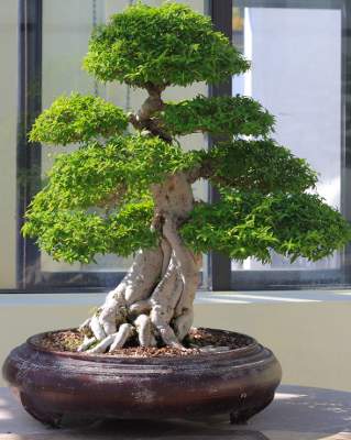     /3576489_bonsai3 (319x400, 22Kb)