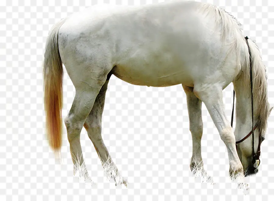 Cheval Blanc，équidé PNG