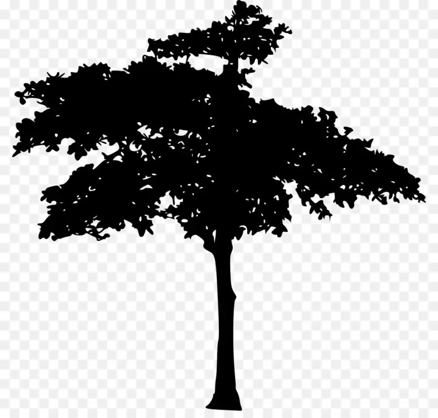 Silhouette D'arbre，Noir PNG