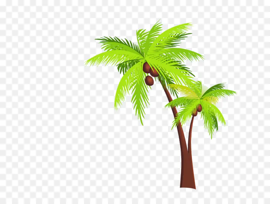 керала，Arecaceae PNG