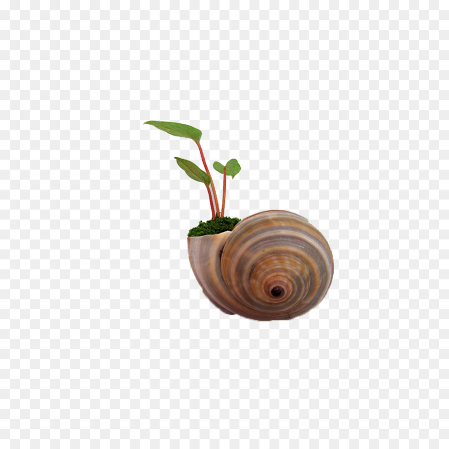 улитка，Orthogastropoda PNG