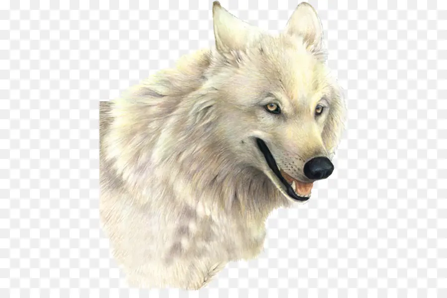 собака，арктический волк PNG