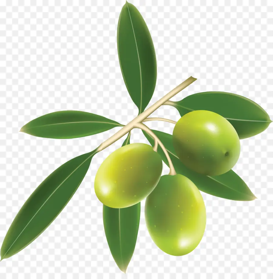 оливковое，блюда средиземноморской кухни PNG