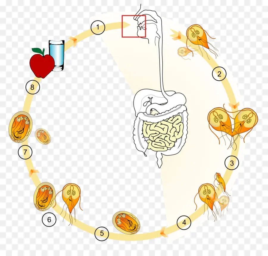 Жизненный цикл，Пищеварительная система PNG