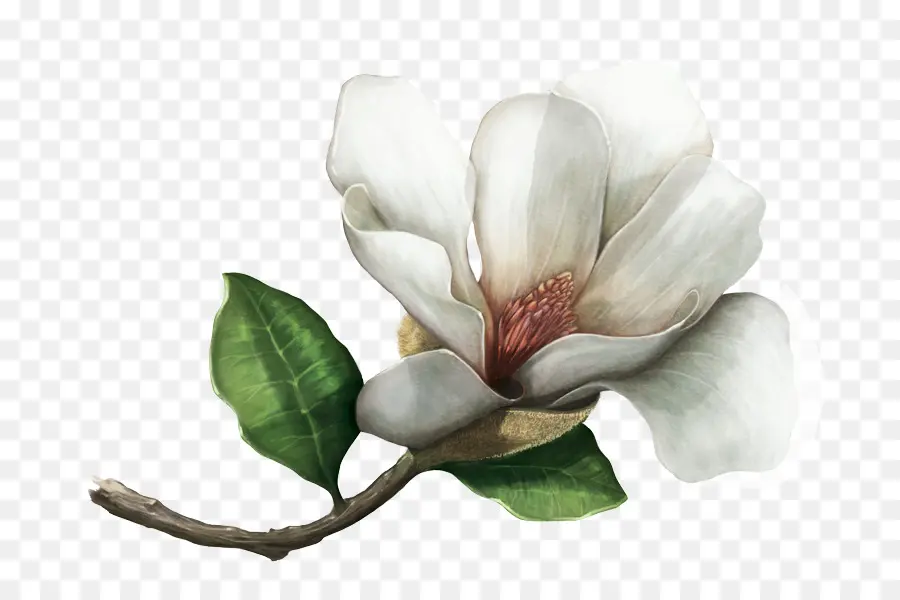 Southern Magnolia，магнолия колумбийской PNG