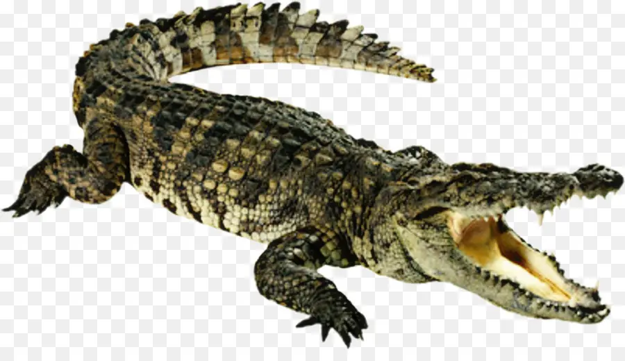 Nile Crocodile，китайский Аллигатор PNG