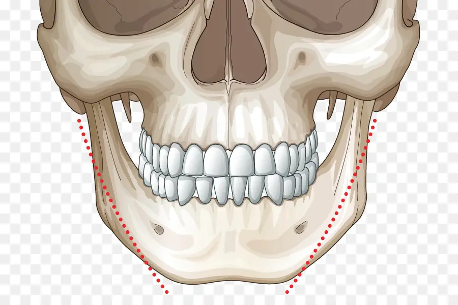 Человеческий череп，Череп PNG