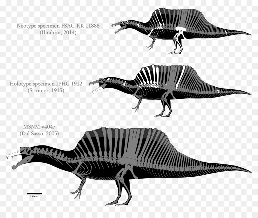 Скелет динозавра，доисторический PNG