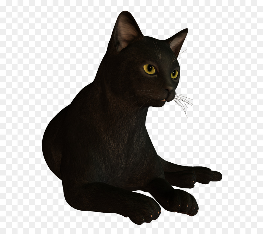 Бомбейская кошка，Корат PNG