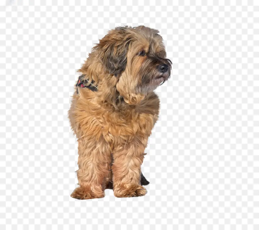 Тибетский Терьер，Schnoodle PNG