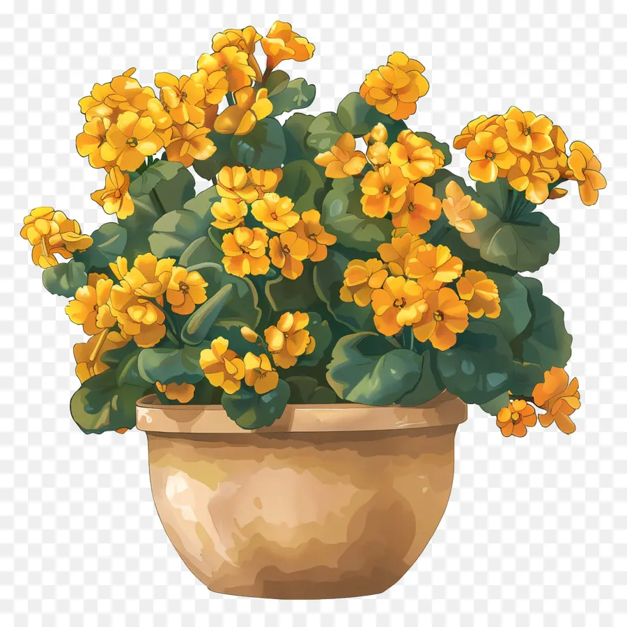 Каланхоэ завод，Geraniums PNG