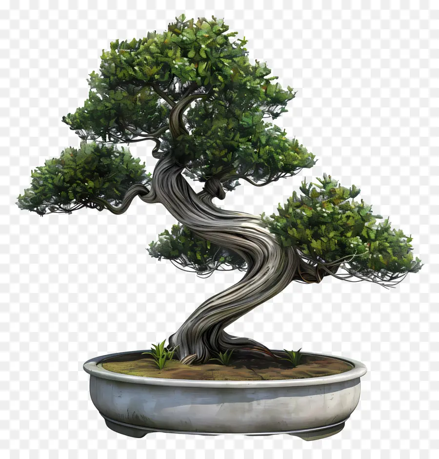 Bonsai Plant，дерево горшок  PNG