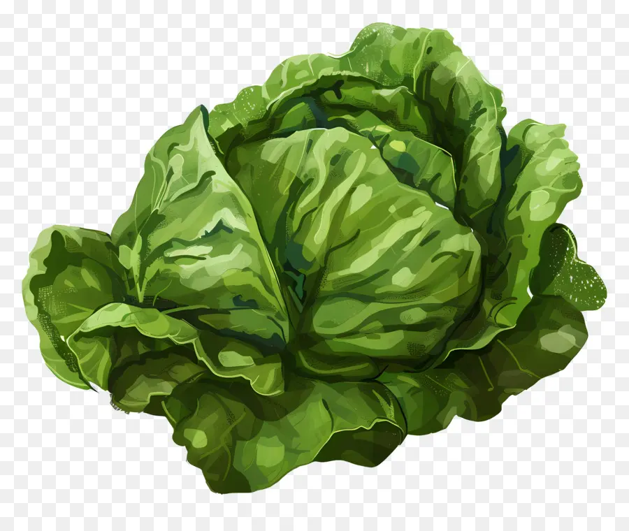 Lettuce，зеленый салат PNG