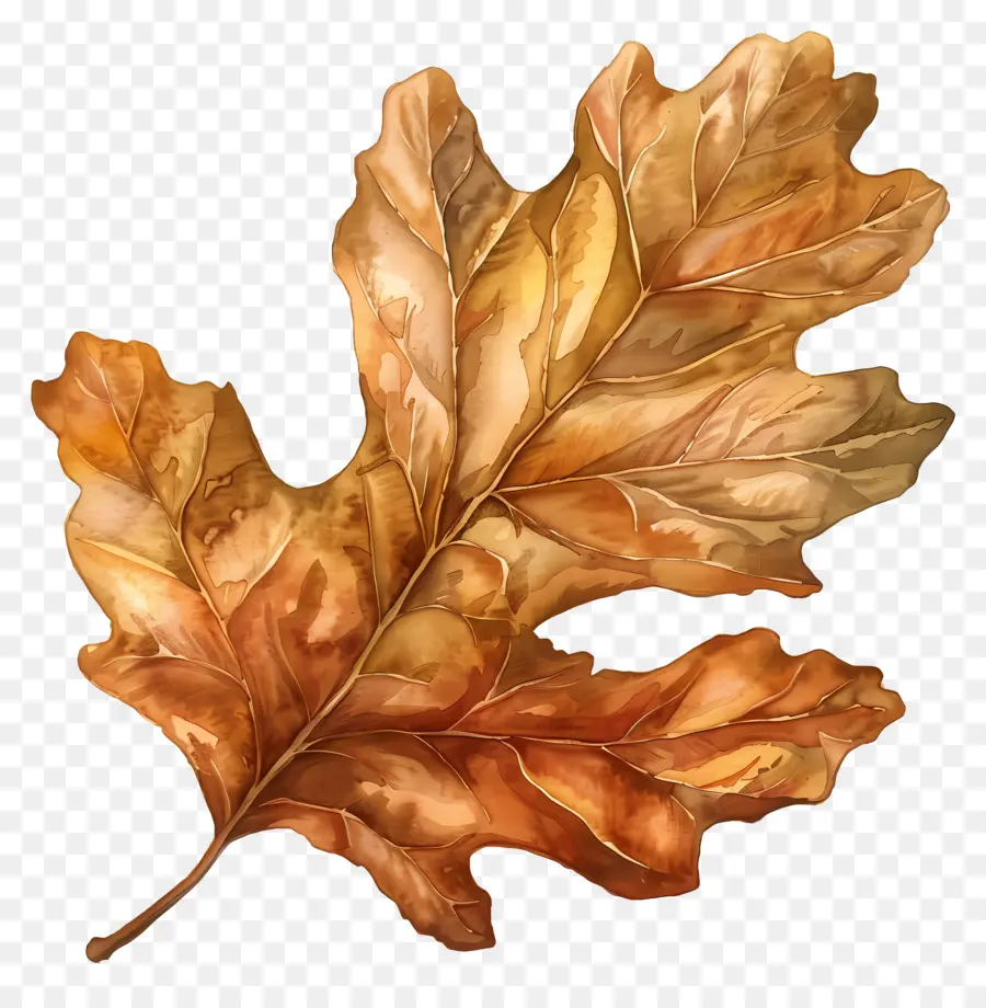 акварельный лист，Oak Leaf PNG