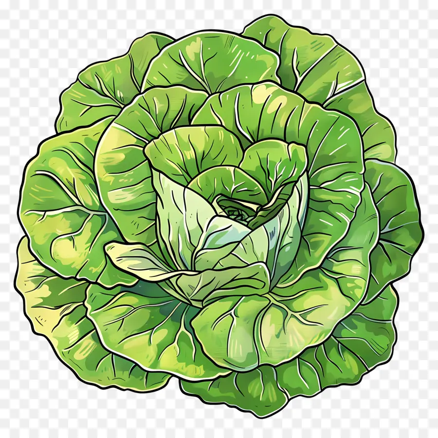 Lettuce，листовые зеленые PNG