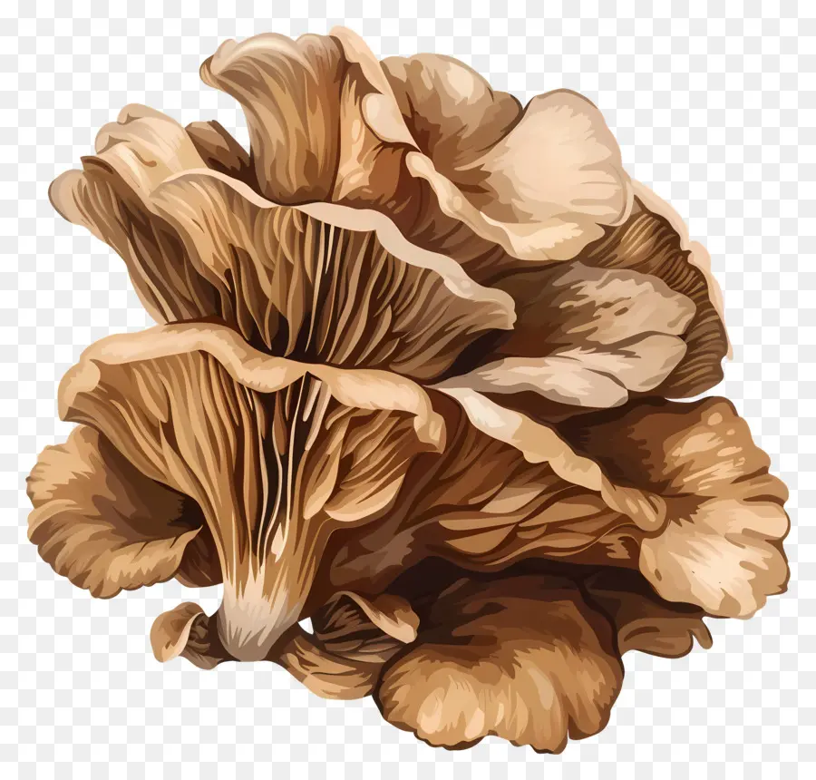 Maitake Mushroom，Гриб PNG