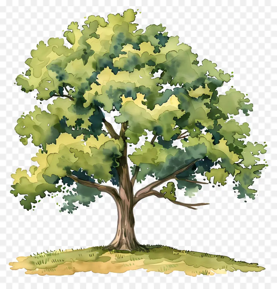 Oak Tree，картина дерево  PNG