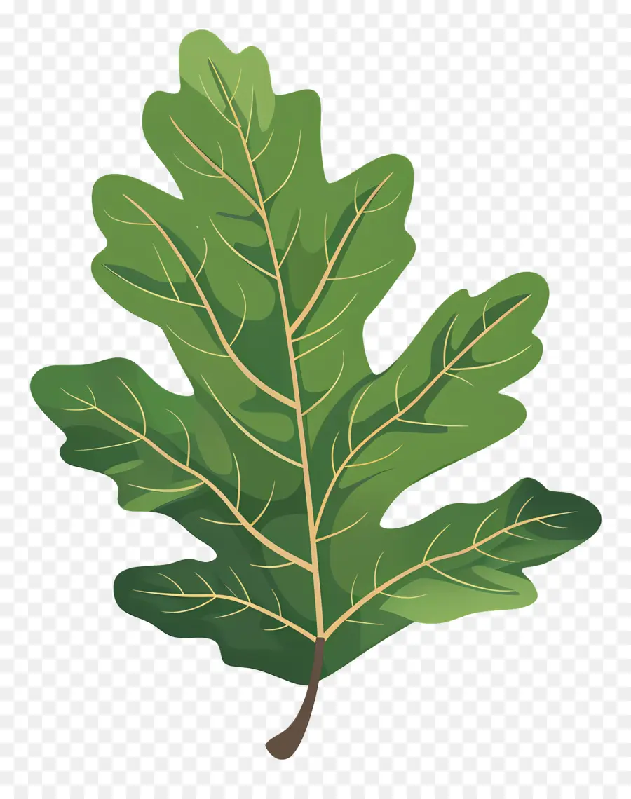 Oak Leaf，Зеленые вены PNG