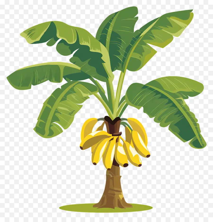 Banana Tree，зрелые бананы PNG