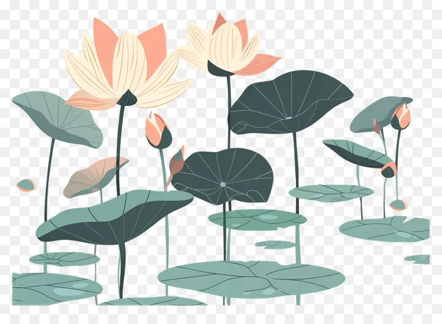 Lotus пруд，цветы лотоса PNG