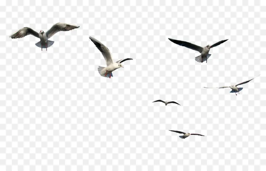 águilas Voladoras，Pájaros PNG