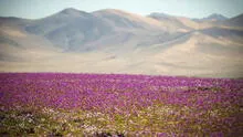 El desierto más seco del mundo está en Sudamérica y se llena de flores debido a un raro fenómeno