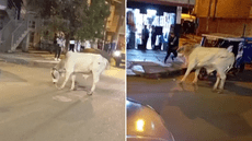 Toro genera caos en las calles de Santa Anita después de escaparse de un camión