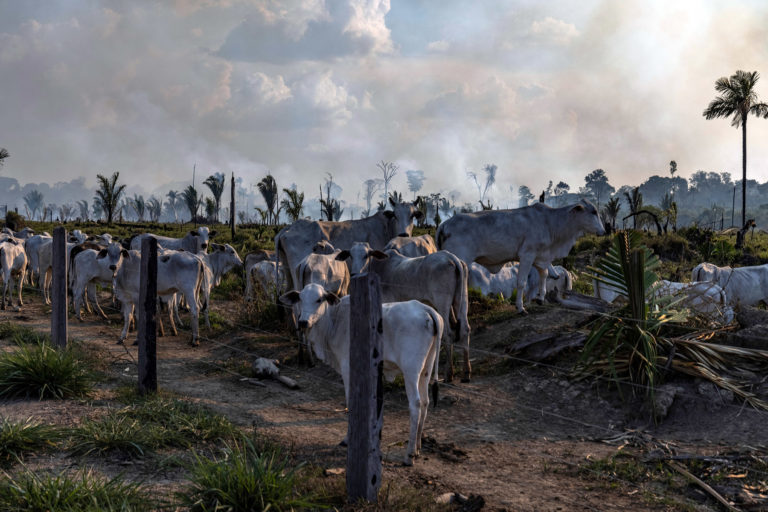 Cattle ranch next to a recently deforested area in Candeias do Jamari, Rondônia, Brazil. Photo courtesy of Victor Moriyama / Amazônia em Chamas (Amazon in Flames Alliance).