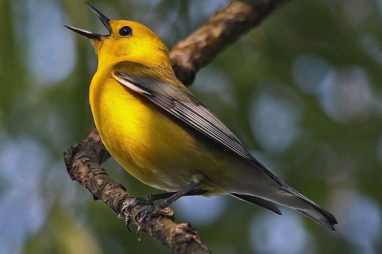 Prothonotary warblers are occasionally seen in Central Park and other NYC birding spots. Image via Wikimedia commons.