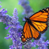 A monarch butterfly (Danaus plexippus).