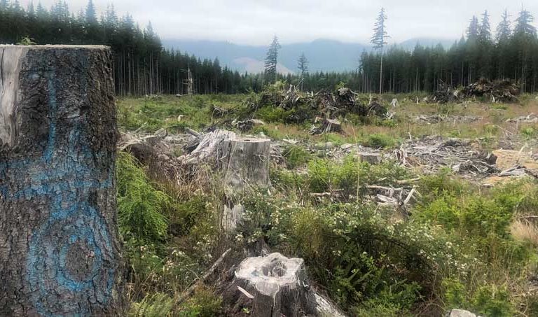 This photo of logged old-growth forest outside Olympia National Park, shows what can happen when mature forests aren’t given full protection.