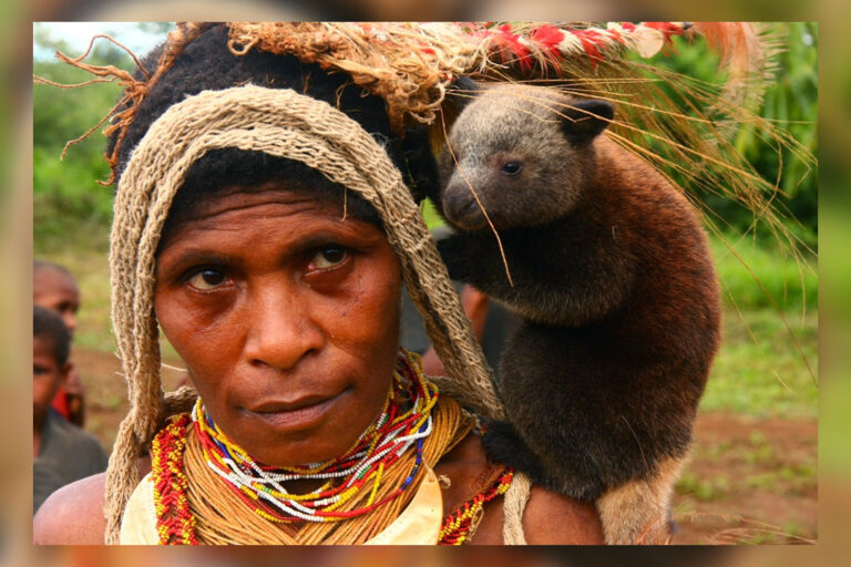 A baby tree kangaroo on a community chief's wife's shoulder.