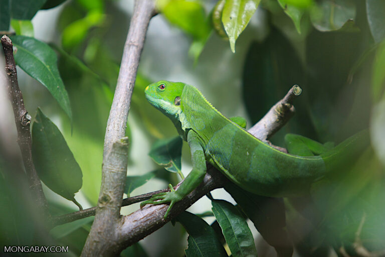 Fiji banded iguana (Brachylophus fasciatus). Image by Rhett Butler for Mongabay.